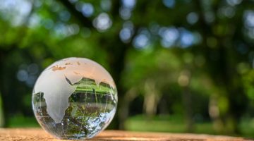 glass globe on the stump of a tree in the forest